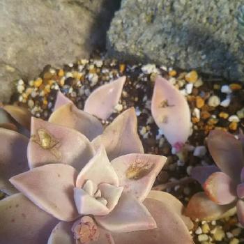 ヒヨドリ被害の投稿画像一覧 Greensnap グリーンスナップ