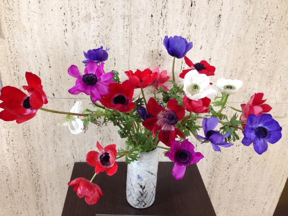 アネモネデカンの投稿画像 By Toshiyuki Takeshimaさん アネモネと今日のお花と今日の一枚 17月2月24日 Greensnap グリーンスナップ
