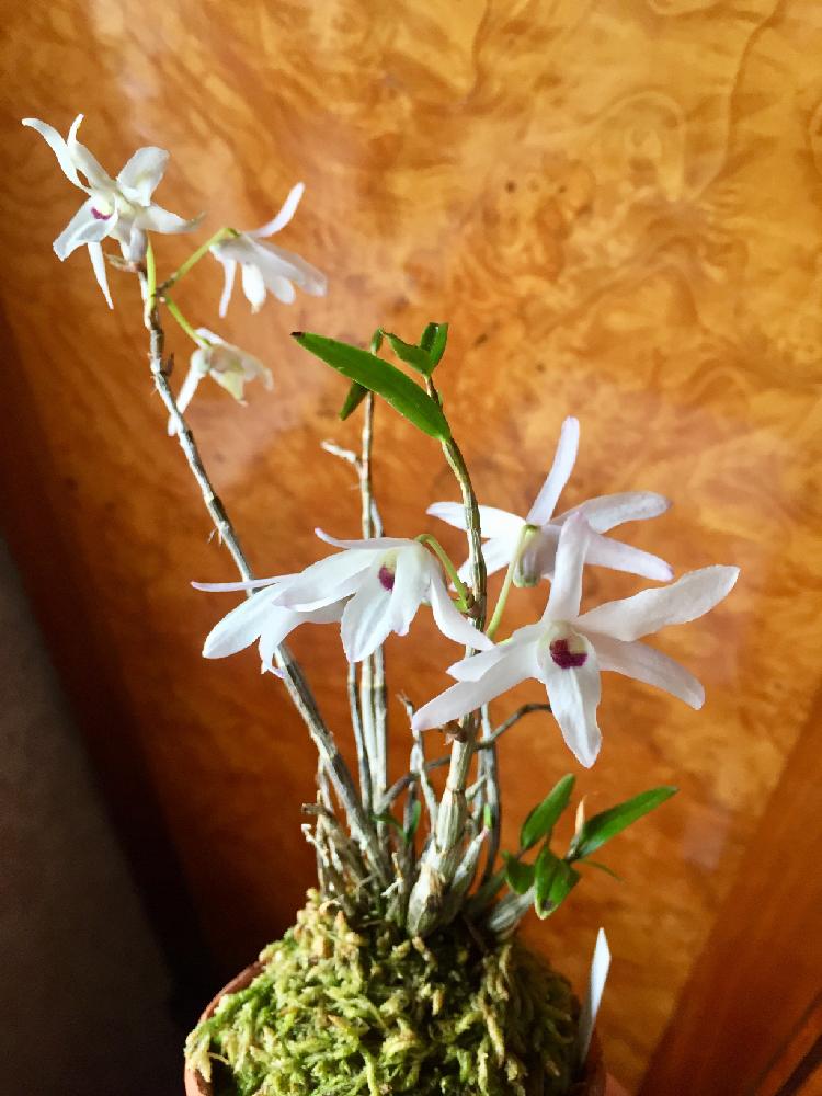 セッコク 土佐っ子の投稿画像 By ナオミさん 長生蘭 土佐っ子と長生蘭 土佐っ子 とセッコクとセッコク 長生蘭と満開と出窓グリーンとデンドロビウム属と石斛と東洋蘭と長生蘭と着生ランと着生植物とorchidと咲いてる 17月2月25日 Greensnap グリーンスナップ