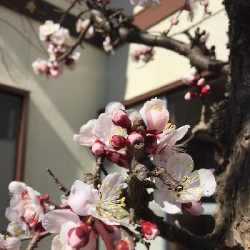 梅のつぼみの画像 by あやさん | 小さな庭と梅のつぼみと咲いてると実家の庭とかわいいと咲いてる梅