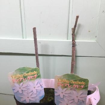 タヒチの画像 by Emilyさん | 部屋とティアレタヒチとティアレと観葉植物と南国とリビングと熱帯植物とタヒチ