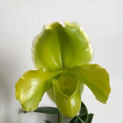 アネモネの花言葉 怖い意味がある 花束を長く美しく飾るコツは Greensnap グリーンスナップ