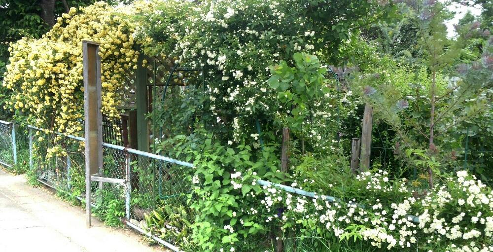 白モッコウバラの投稿画像 By Sakutomoさん 白モッコウバラとモッコウバラと手作りの庭と花木と薔薇 17月2月26日 Greensnap グリーンスナップ