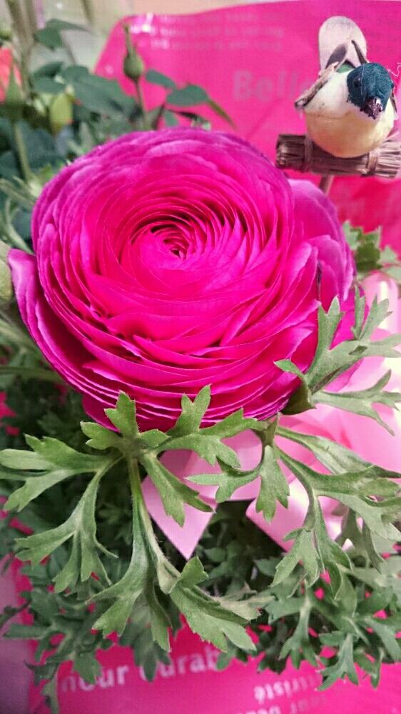 部屋の投稿画像 By Kinokoさん きれいなお花と今日のお花と思いがけないプレゼントと新しい仲間ときれいなお花と今日のお花と思いがけないプレゼントと新しい仲間 17月2月28日 Greensnap グリーンスナップ Greensnap グリーンスナップ