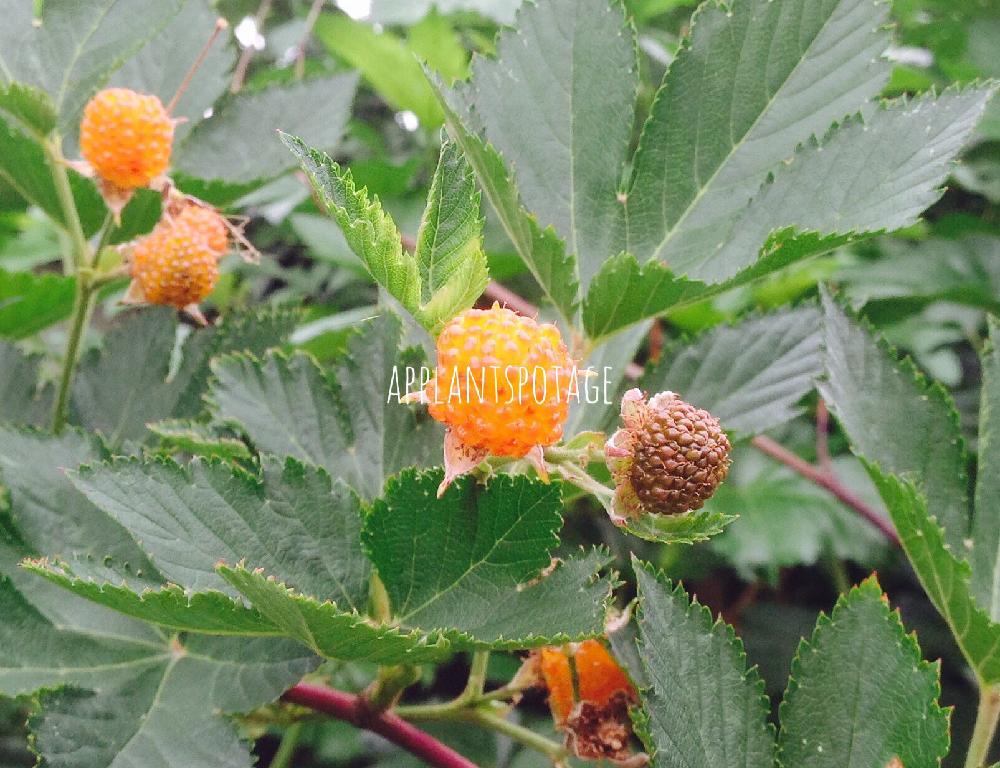 カジイチゴの投稿画像 By Applantsniwachayaさん 美味しい果樹とトゲがないキイチゴとポタジェと酸っぱくないキイチゴとキレイな葉っぱ 17月3月1日 Greensnap グリーンスナップ