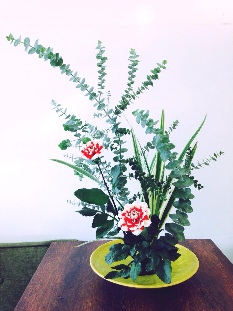 ユーカリの投稿画像 By のりさん 赤い花といけばなと花のある暮らしと生け花といけばなコンテストと和モダンと華道 17月3月1日 Greensnap グリーンスナップ