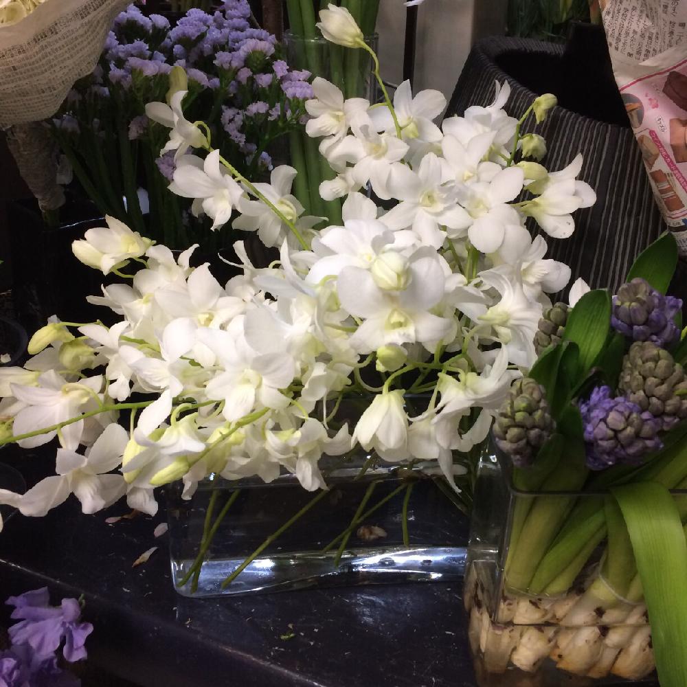 癒やしの投稿画像 By お花屋さんさん 蘭の花 白と清楚とシンプルと綺麗とデンファレ カサブランカと白い花と切り花と紫のヒヤシンス 17月3月1日 Greensnap グリーンスナップ