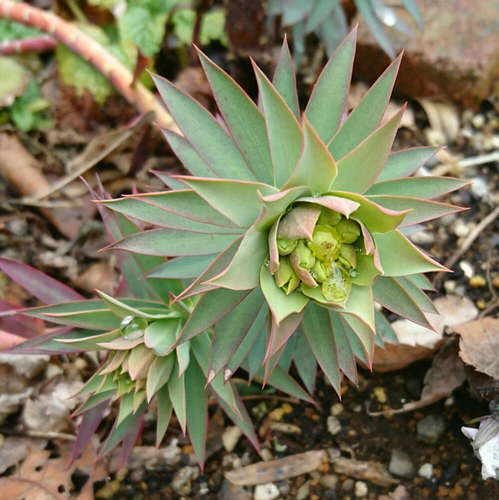 ユーフォルビア リギダの投稿画像 By Sakutomoさん 植中毒と地植えと手作りの庭 17月3月2日 Greensnap グリーンスナップ