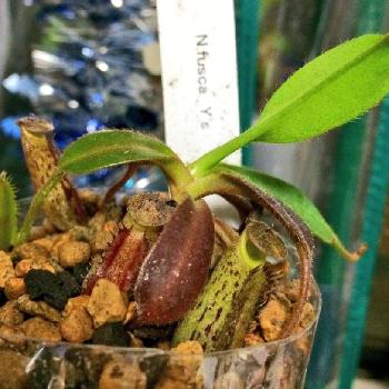 ネペンテス フスカの投稿画像一覧 Greensnap グリーンスナップ