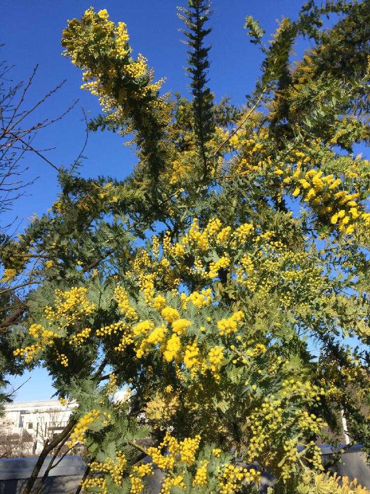 ミモザの成長記録 Greensnap グリーンスナップ