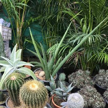 タイの植物市場の投稿画像一覧 Greensnap グリーンスナップ タイの植物市場の投稿画像一覧 Greensnap グリーンスナップ