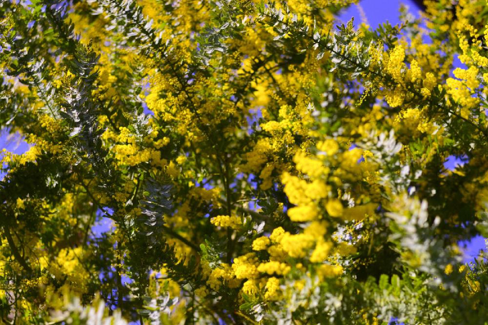 黄色い花の投稿画像 By あーるさん 庭木とweekend Flowerと今日のお花 17月3月4日 Greensnap グリーンスナップ