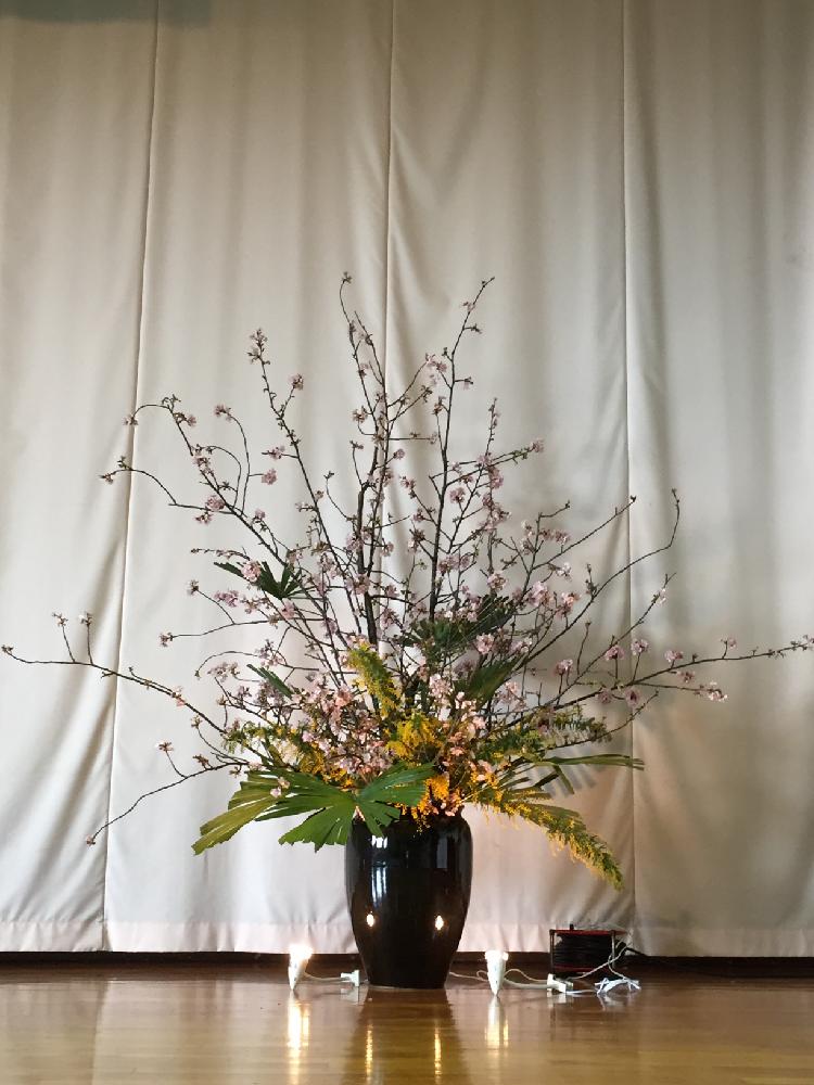 お出かけ先の投稿画像 By まるちゃん 湯河原 さん 感謝の気持ち といけばなコンテストとありがとうと昨日の訂正とフラワーアレンジメントと卒業式とさくら桜サクラと感謝の気持ち といけばなコンテストとありがとうと昨日の訂正とフラワーアレンジメントと卒業式と