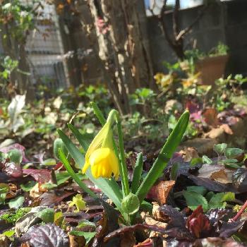 奇跡の一枚コンテストの画像 by 淳 こさん | 小さな庭と奇跡の一枚コンテストとひかり浴びてと黄色さんと早春の花とかわいいね