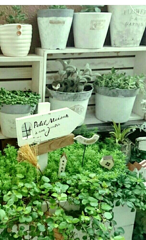 ガーデン雑貨の投稿画像 By Kanananaさん セダム可愛いとベランダガーデニングとナチュラルガーデンと多肉女子 17月3月6日 Greensnap グリーンスナップ