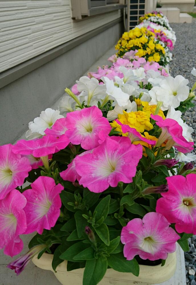ビオラの投稿画像 By タヌ吉さん ペチュニアと 春 初夏の寄せ植え コンテストと今日のお花とプランター植えと寄せ植え 17月3月6日 Greensnap グリーンスナップ
