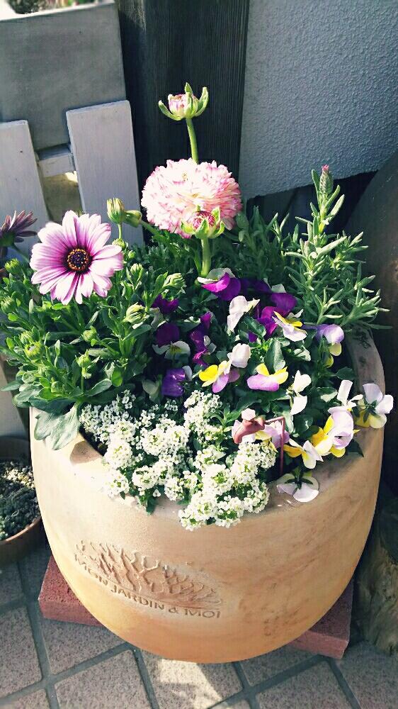 ビオラ パンジーの投稿画像 By どらさん 寄せ植えと 春 初夏の寄せ植え コンテストとラベンダー と ラナンキュラス 17月3月8日 Greensnap グリーンスナップ