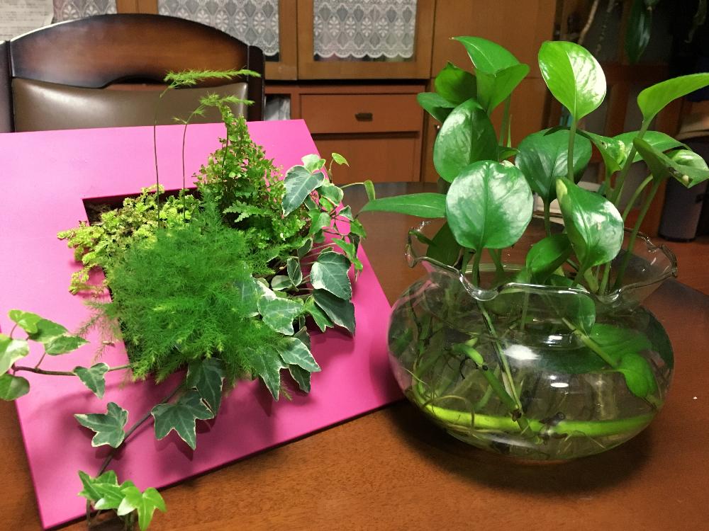 ポトスの投稿画像 By マリーさん 観葉植物とアイビー と水苔と寄せ植えと新芽と水さし 17月3月9日 Greensnap グリーンスナップ