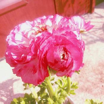 咲き揃いの画像 by Ponpandaさん | 玄関とラナンキュラスとフリルが可愛いね♡と開花とフリルと蕾の美しさと咲き揃いと鉢植えと紅い花
