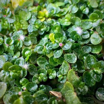 ベビーティアーズのお花の投稿画像一覧 Greensnap グリーンスナップ