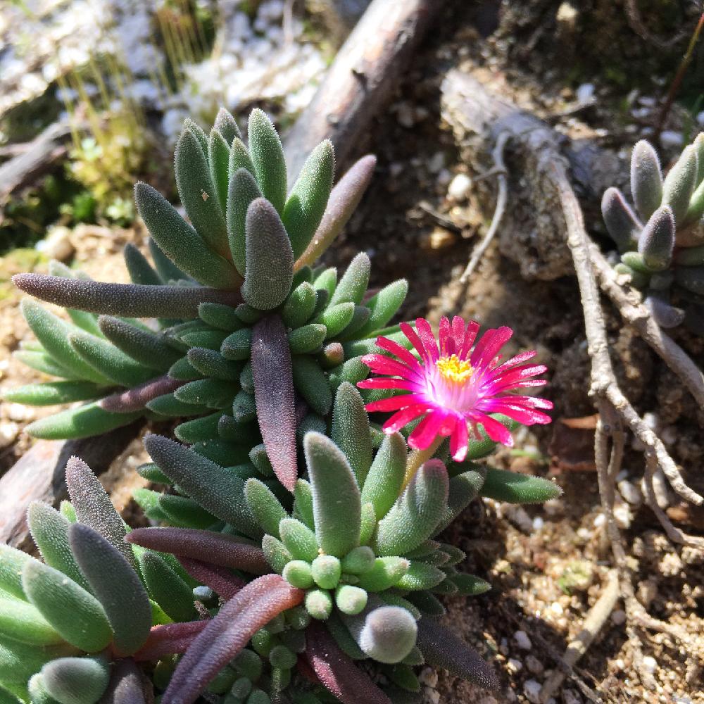 耐寒マツバギク 花あかりの投稿画像 By Maruさん 多肉植物とマツバギクと小さな庭と耐寒マツバギク 花あかりと多肉植物 17月3月10日 Greensnap グリーンスナップ Greensnap グリーンスナップ