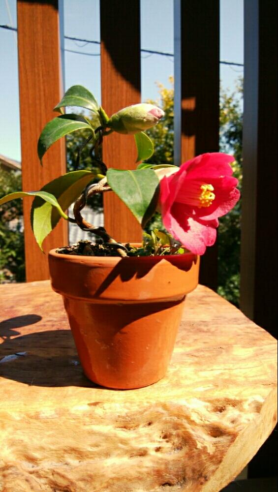 椿 出雲大社の投稿画像 By High Rollerさん 上野グリーンクラブ常設売店産と今日の盆栽と植中毒と今日のお花とミニ盆栽と椿コンテストと小品盆栽 と豆盆栽と盆栽と咲いた 17月3月11日 Greensnap グリーンスナップ