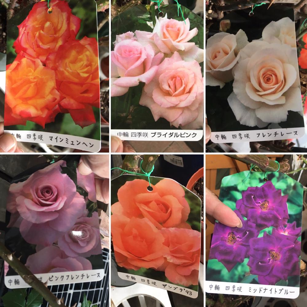 バラの投稿画像 By Rmamaさん 初挑戦とバラ 鉢植えと植中毒と大苗 と初購入とホームセンターと可愛いと花のある暮らしと新苗 とカインズ ホームとこの子欲しい とバラコレクションと薔薇の花と色合いがキレイ 17月3月12日 Greensnap グリーンスナップ