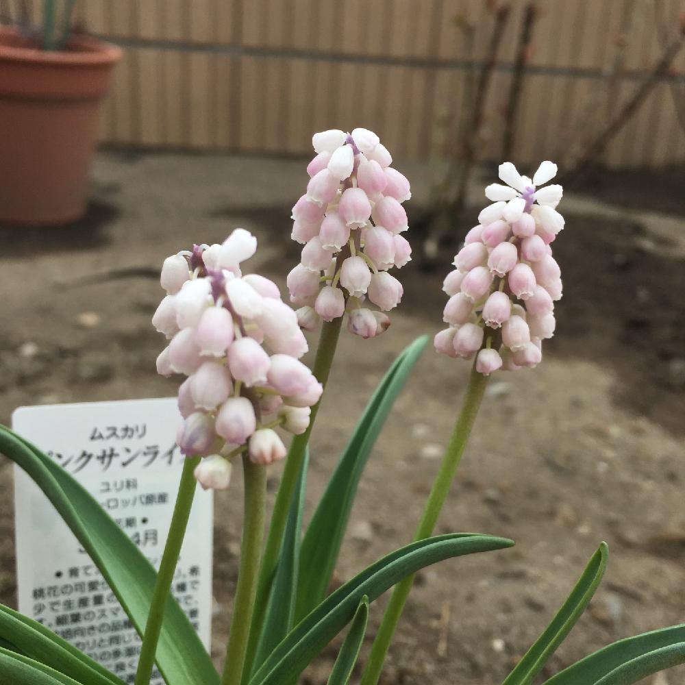 ムスカリ ピンクサンライズの投稿画像 By 美月さん 球根植物とピンクの花とガーデニングと ムスカリ 17月3月13日 Greensnap グリーンスナップ