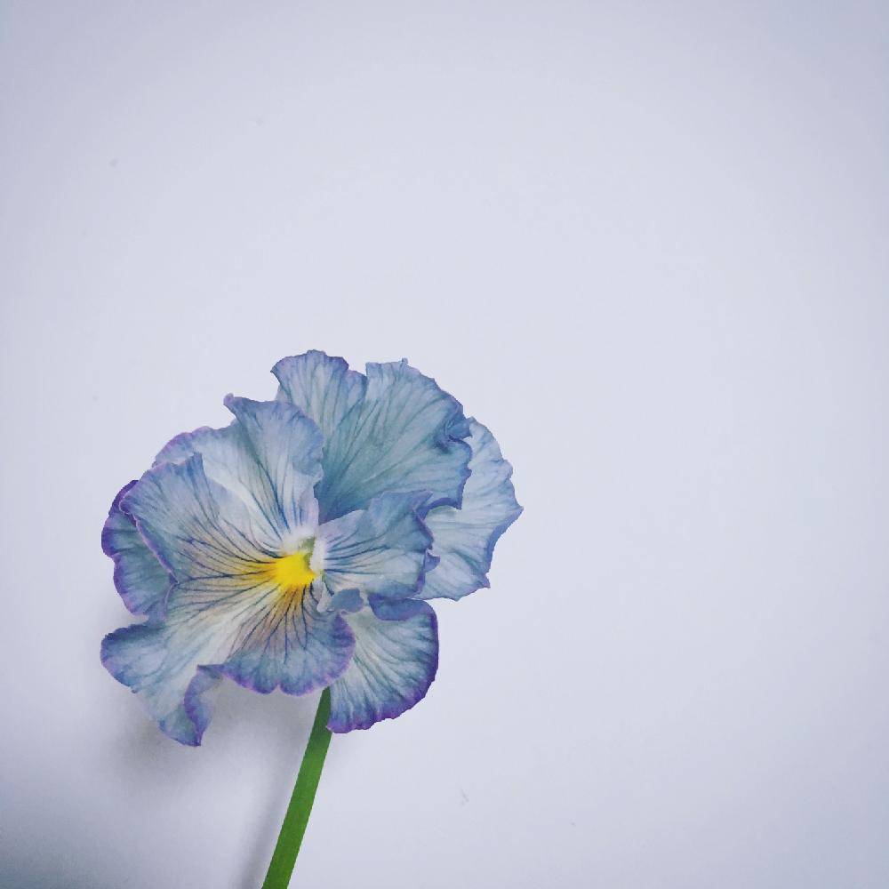 パンジー ビオラの投稿画像 By Konaさん 部屋とブルー系と一輪挿しと植中毒と今日のお花と植育とブルー系と一輪挿しと植中毒と今日のお花と植育 17月3月13日 Greensnap グリーンスナップ Greensnap グリーンスナップ