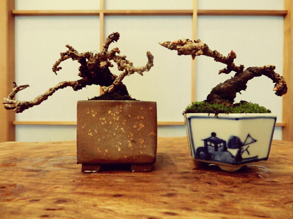 竜神蔦の投稿画像 By High Rollerさん 蔦 小葉性 と今日の盆栽と植中毒とミニ盆栽と小品盆栽と豆盆栽と盆栽 17月3月14日 Greensnap グリーンスナップ 竜神蔦の投稿画像 By High Rollerさん 蔦 小葉性 と今日の盆栽と植中毒とミニ盆栽と小品盆栽と豆盆栽と盆栽 17月3月14日 Greensnap グリーンスナップ