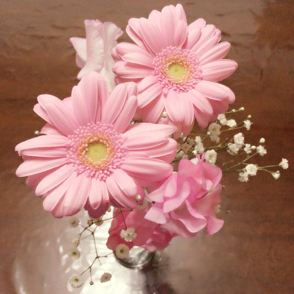 スイートピーの投稿画像 By さくら子さん ガーベラ 17月3月15日 Greensnap グリーンスナップ