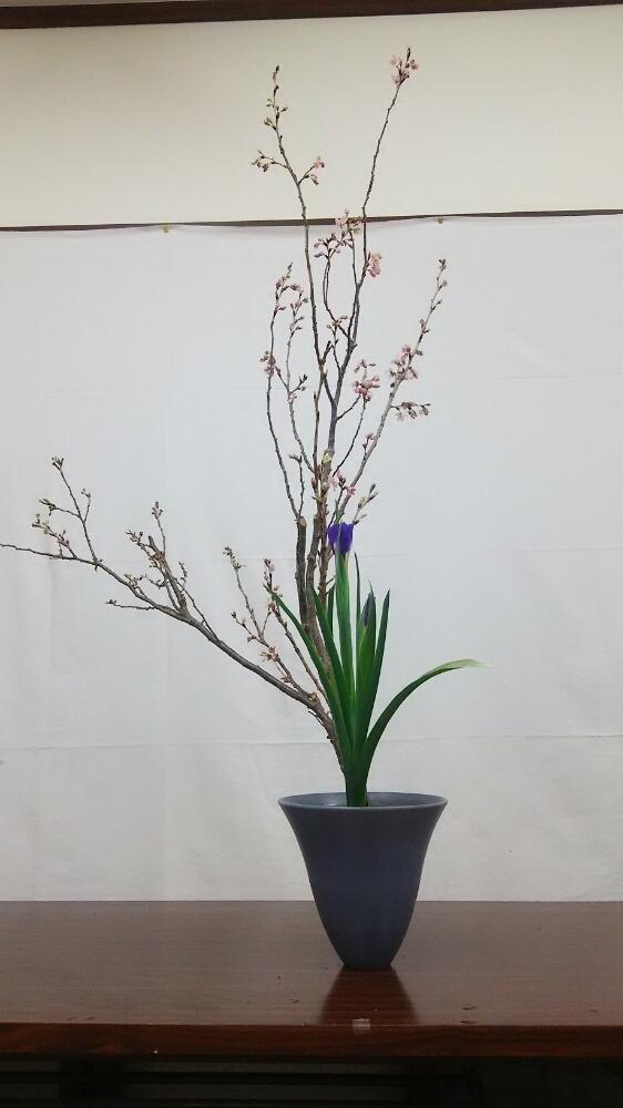 二種生の投稿画像 By 木染 奎さん アイリスの花と啓翁桜 とピンクの花と池坊と紫の花と生花 しょうか と生け花 17月3月15日 Greensnap グリーンスナップ