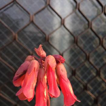 不死鳥の花の投稿画像一覧 Greensnap グリーンスナップ