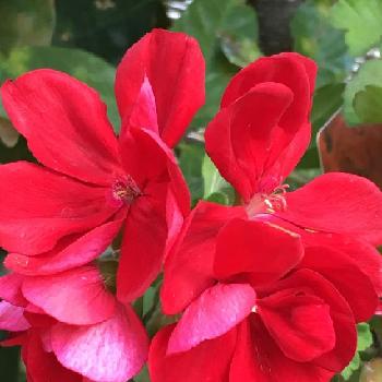 明るくなれるね の投稿画像一覧 Greensnap グリーンスナップ 明るくなれるね の投稿画像一覧 Greensnap グリーンスナップ