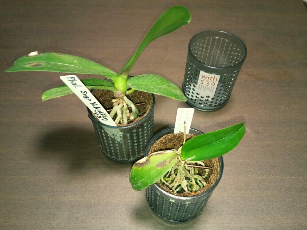 ベスト胡蝶蘭 原種 最高の花の画像