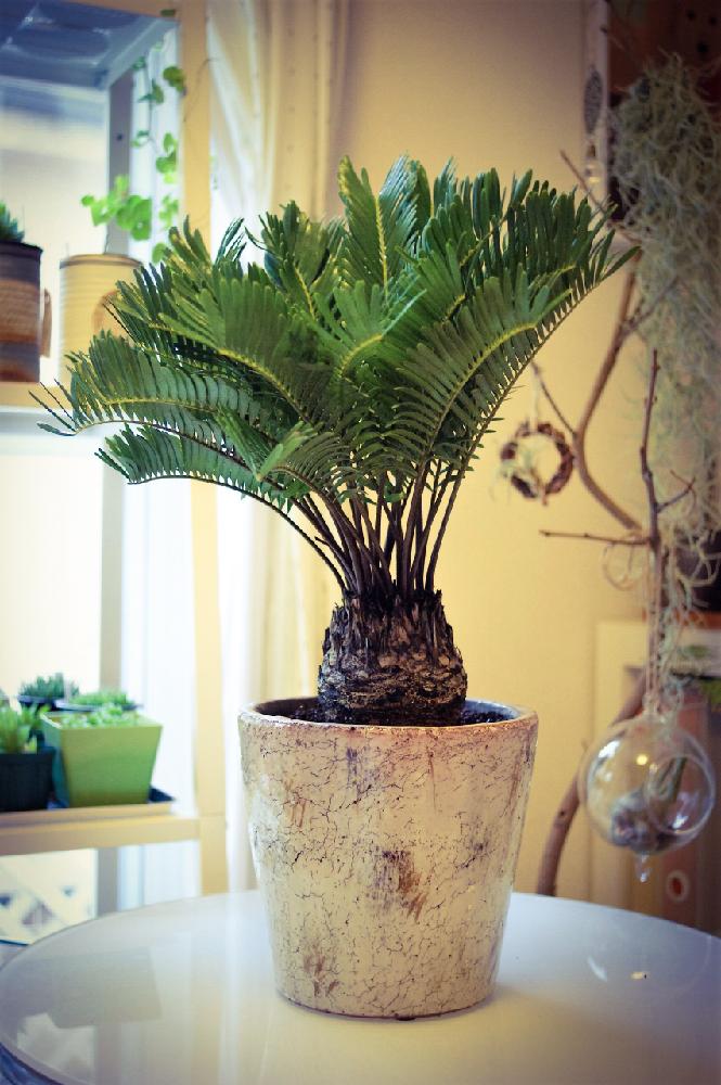 ザミア フロリダーナの投稿画像 By ぽかぽかなおさん ソテツ普及委員会とソテツ類と観葉植物 17月3月18日 Greensnap グリーンスナップ