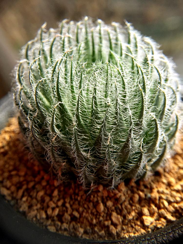 モケモケ の投稿画像 By Whitneyさん ハオルチア属と多肉植物 17月3月18日 Greensnap グリーンスナップ