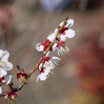 咲き揃いの画像 by Ponpandaさん | 小さな庭とウメと開花と春告げと咲き揃いと鉢植えと春てんこ盛り