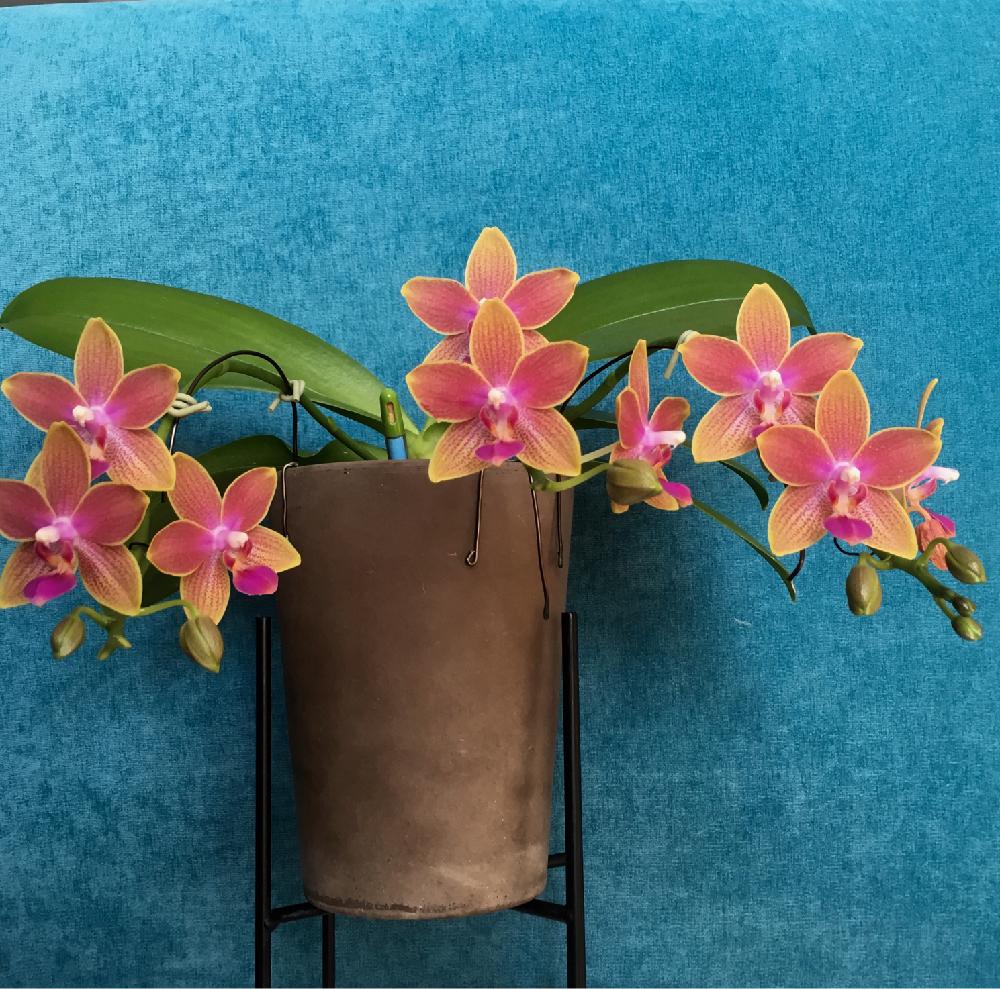 Phal Miki Yellow Candyの投稿画像 By ミモ3さん 香る蘭 と着生植物とラン科とorchidと着生とオレンジの花と洋ランと垂れ下がり系と洋ランの花と胡蝶蘭 交配種と良い香りとつぼみ好き 17月3月19日 Greensnap グリーンスナップ