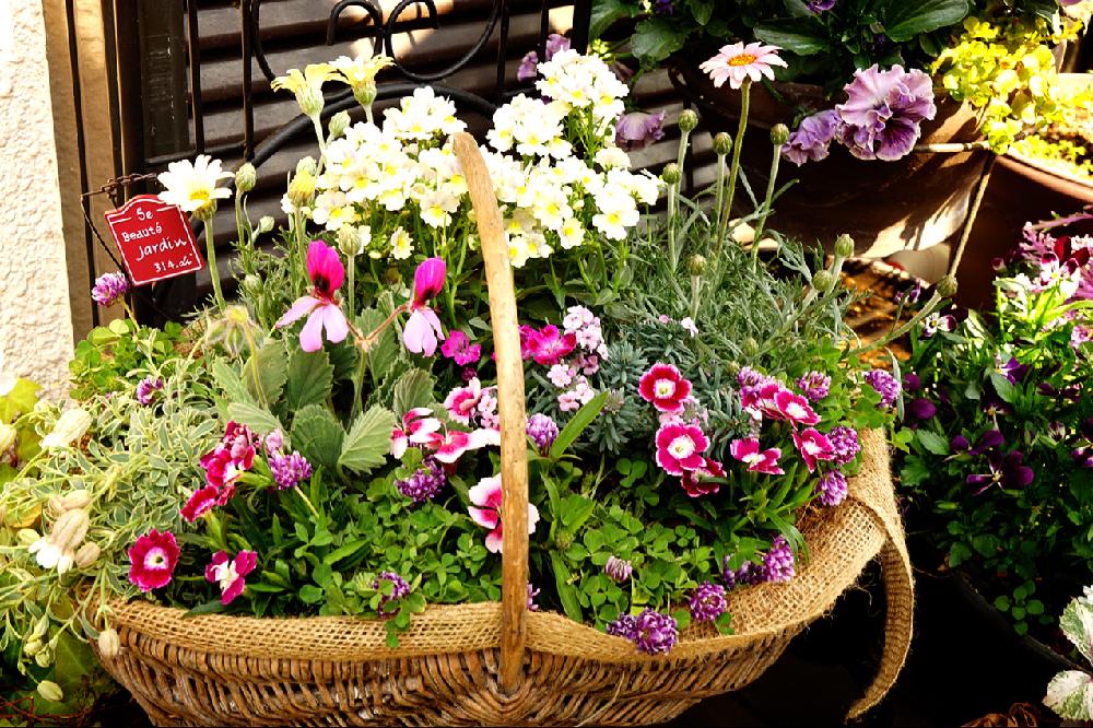 モロッコナズナ エティオネマの投稿画像 By 紗織んっさん カトレアクローバーとトコナツナデシコとシレネ ユニフローラとパンジーゼラニュームとローダンセマムとローダンセマムとネメシア ピンクレモネードと春のお花と寄せ植えと 春 初夏の寄せ植え コンテストと