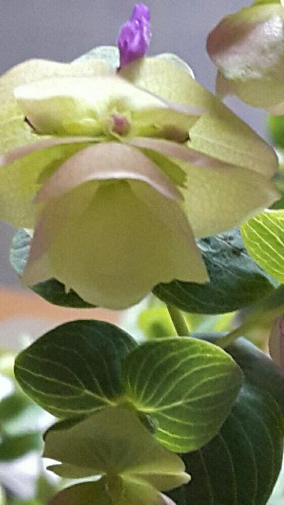 オレガノケントビューティーの投稿画像 By Totoroさん 17月3月日 Greensnap グリーンスナップ