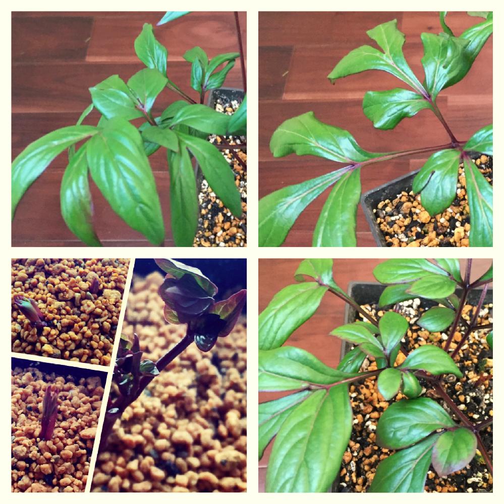 シャクヤク 苗の投稿画像 By C A Gardenさん 芍薬 苗と室内越冬 17月3月日 Greensnap グリーンスナップ
