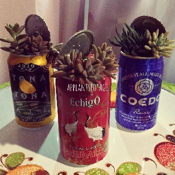 クラフトビールの空き缶の投稿画像一覧 Greensnap グリーンスナップ クラフトビールの空き缶の投稿画像一覧 Greensnap グリーンスナップ
