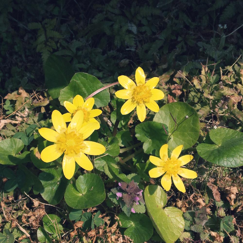 すべての花の画像 50 素晴らしい花 リュウキンカ