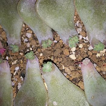 ローラ葉挿しの投稿画像一覧 Greensnap グリーンスナップ