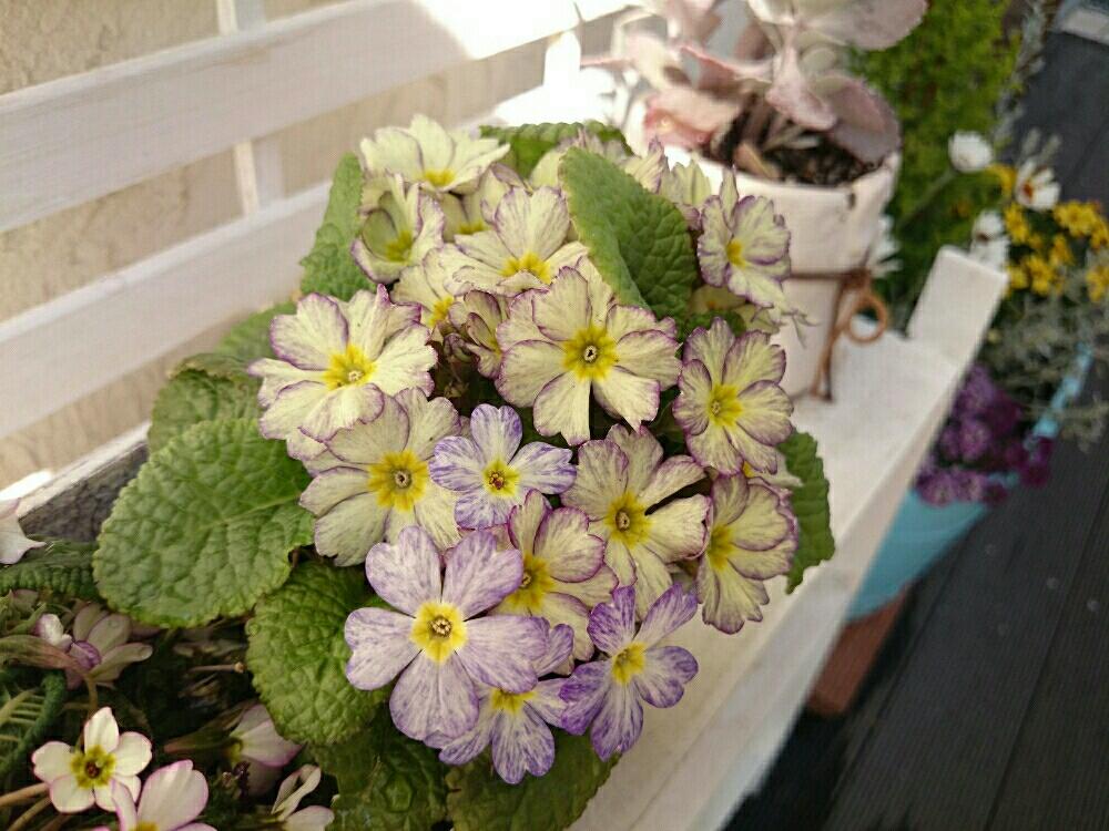 カランコエ プミラの投稿画像 By Fuuumingさん プリムラと寄せ植えとやっぱり花が好き とホームセンターとコーナン 17月3月21日 Greensnap グリーンスナップ カランコエ プミラの投稿画像 By Fuuumingさん プリムラと寄せ植えとやっぱり花が好き とホームセンターとコーナン 17月3月21日 Greensnap グリーンスナップ