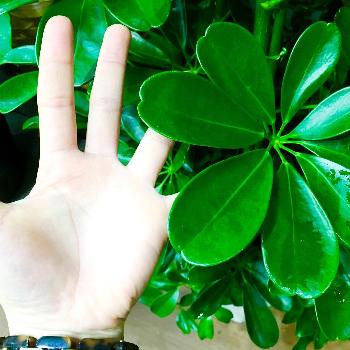 観葉植物で最強と言えば の投稿画像一覧 Greensnap グリーンスナップ 観葉植物で最強と言えば の投稿画像一覧 Greensnap グリーンスナップ