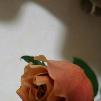 薔薇ジュリアの蕾の投稿画像一覧 Greensnap グリーンスナップ