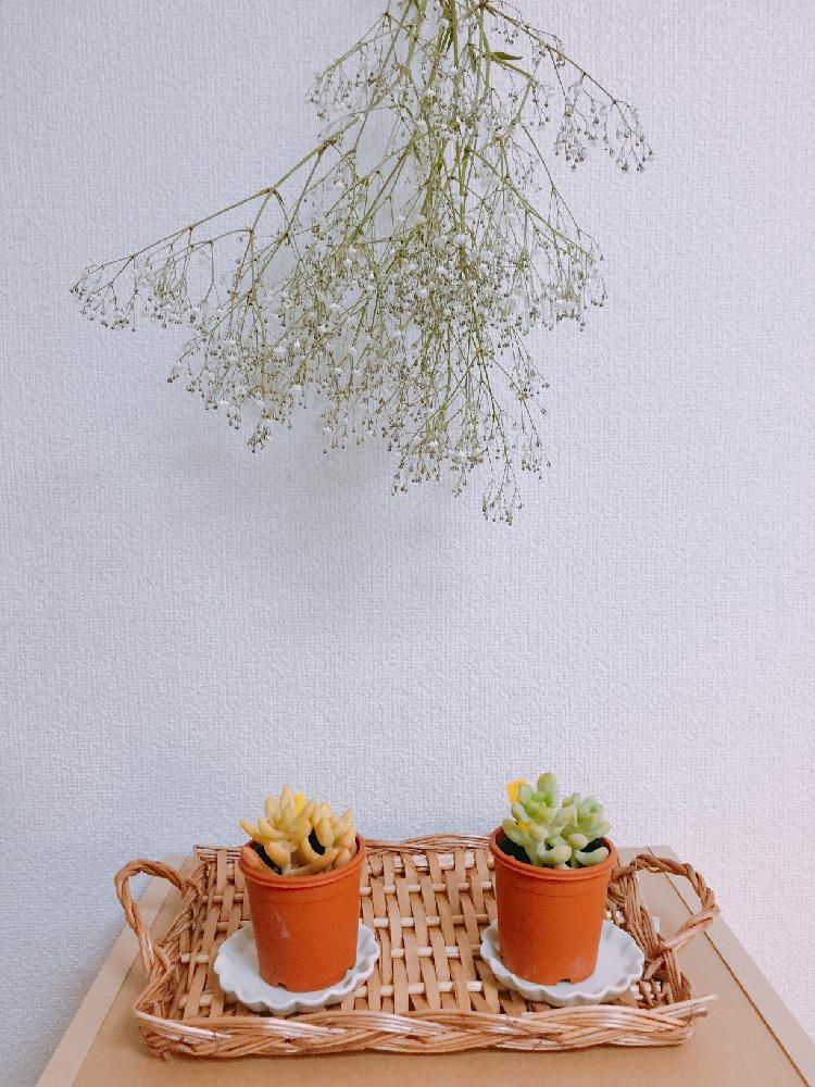 インテリアの投稿画像 By とめこさん 17月3月23日 Greensnap グリーンスナップ