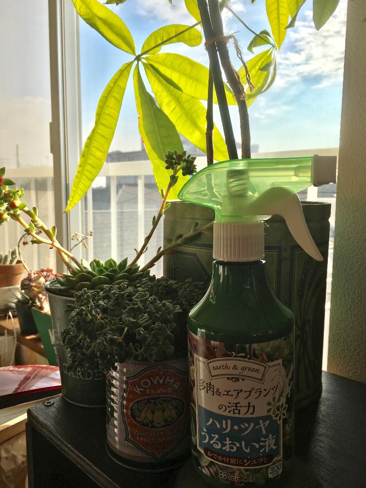 多肉女子の投稿画像 By 熊童子さん ナウシカの秘密の部屋みたいにしたい 17月3月24日 Greensnap グリーンスナップ